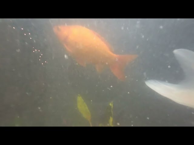 VR big gold fish in tank