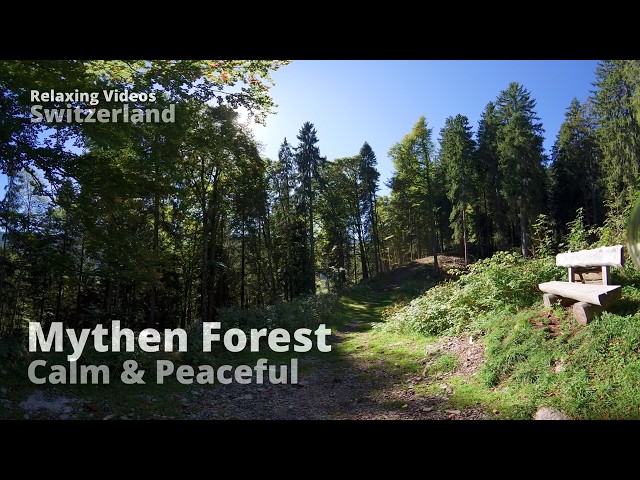 Swiss Summer Forest Journey - 70 Minutes Gentle Mythen Mountain Walk