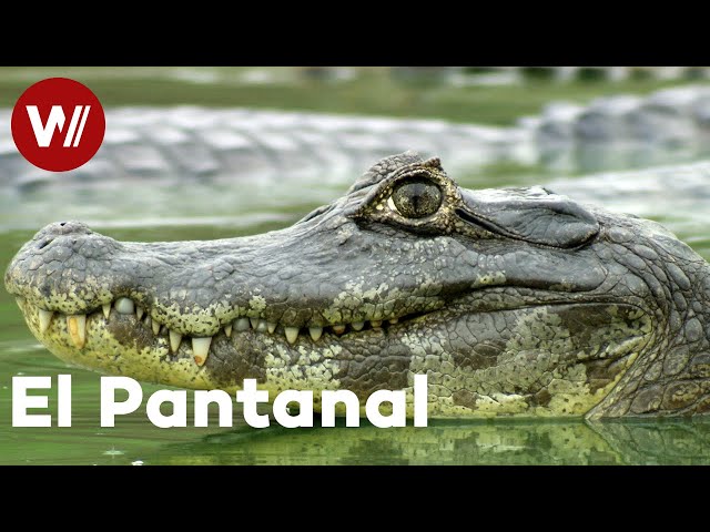 Hábitat Natural | Caimanes al acecho en el Pantanal de Brasil– documental "El Brasil Secreto" 2/2