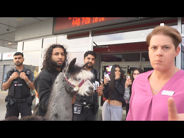 Taking A Llama To The Movie Theatres!