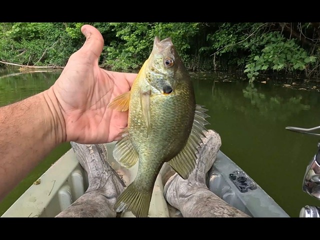 Bluegill, Shellcracker, and Bass all in one morning