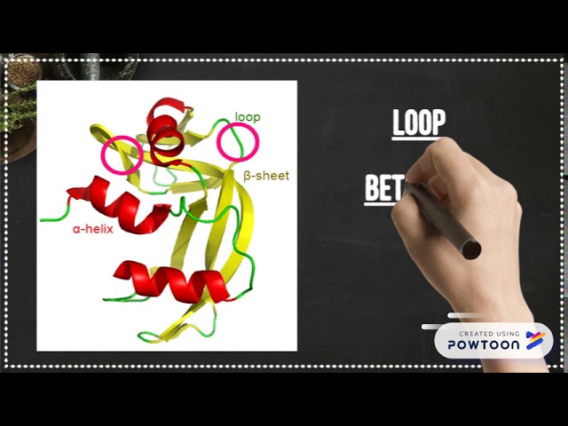 protein loop structure