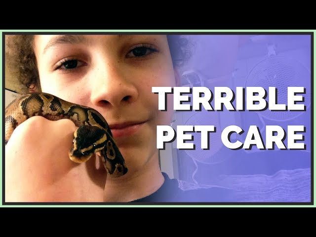 My Terrible Ball Python Care