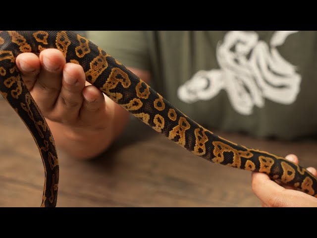 Project Series: Acid/Confusion Ball Pythons