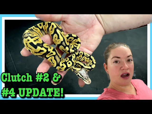 CLUTCH UPDATES!!! #2 & 4 | Pastel GHI X Vanilla | Ball Python Hatchlings
