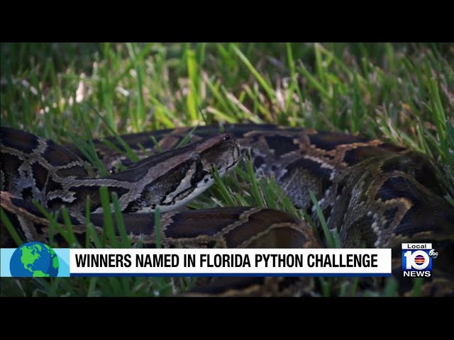Nearly 200 Burmese pythons removed during Florida’s Python Challenge