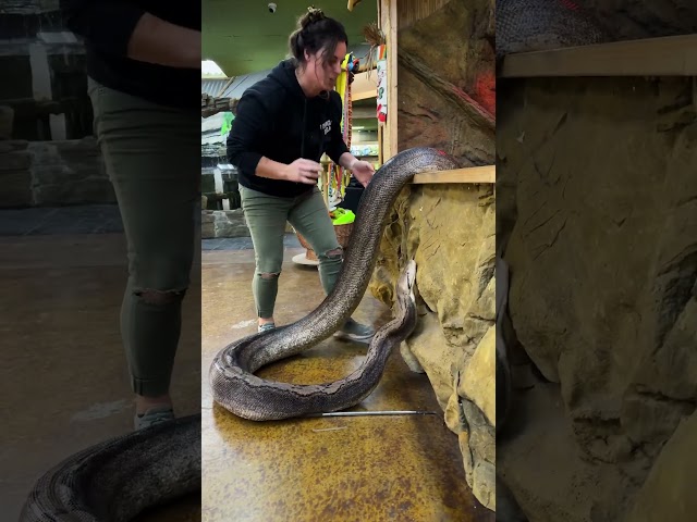 Dealing with an angry girl and snake here! 🐍 she’s also a big one so got to be careful folks! 😅