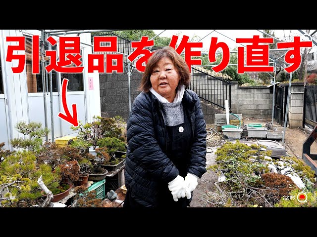 We regenerate and sell weakened retired trees [Bonsai Q]