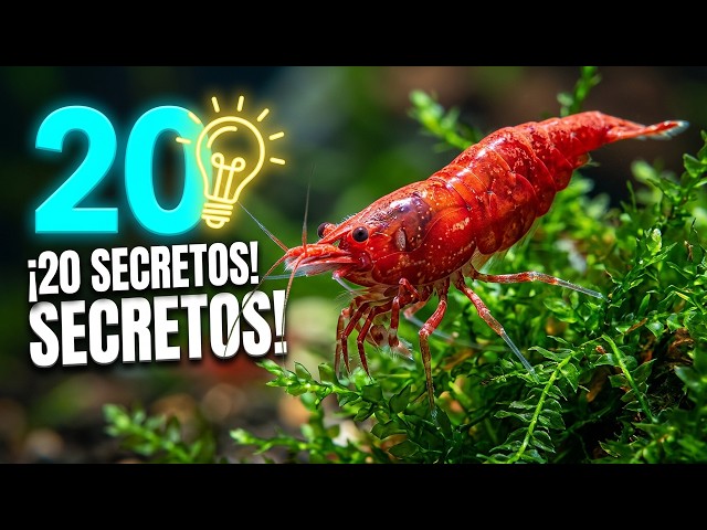 Learn 20 interesting facts about neocaridinas