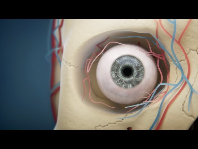 MoA animation for Atsena Therapeutics' investor deck and website