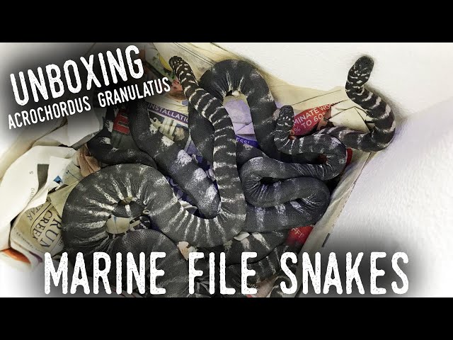 UNBOXING LIVE SEA SNAKES (Yes, FOR REAL!)