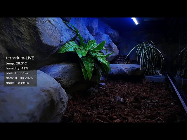 terrarium-LIVE 🔴 01/08/2026 🐍 Ball Python Regius Snake
