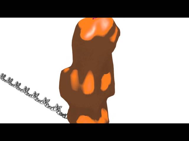 Transcription regulation