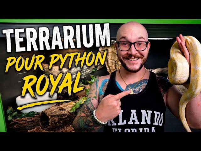 Aménager un terrarium pour python royal : le guide complet 2026
