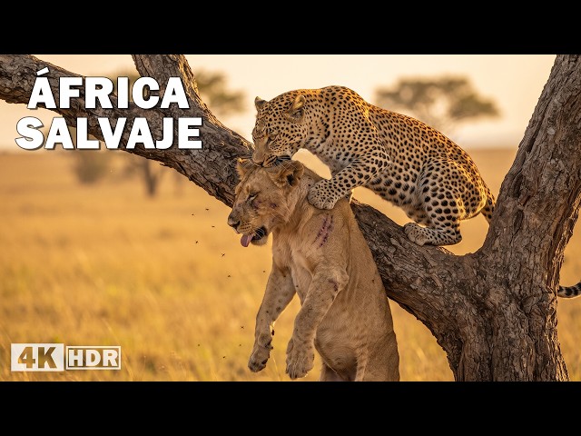 ÁFRICA SALVAJE | Los Enfrentamientos Más Brutales por la Supervivencia | Documental Completo
