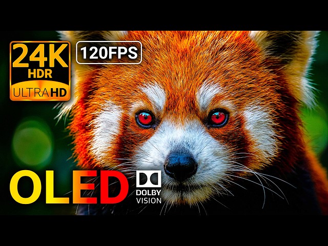24K HDR 120FPS: Stunning Animal Detail & Contrast OLED Test (8K/4K Video)