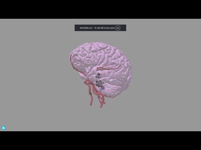Open Education Resources Anatomy Hub Tour
