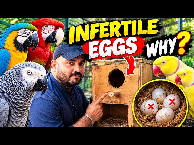 Why Are Parrots Laying Infertile Eggs? | Breeding Box Mistake You Must Avoid!