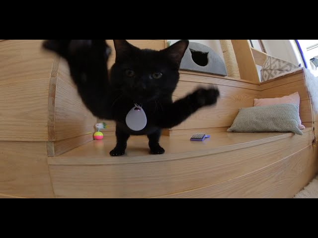 A 360 View Inside A Cat Playroom