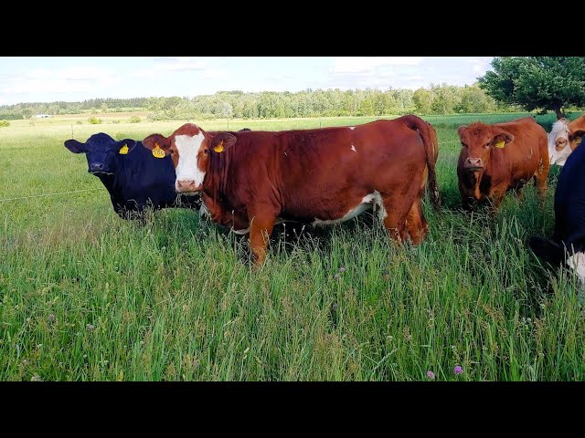 Why Simmentals? Back then and today!