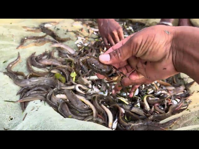     🐟 BAM Fish Hunting with Hook | Big Catch in the River