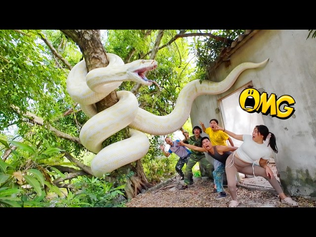 Brave Expert Rescues Ethnic Girl from Giant White Python Nest in Abandoned House