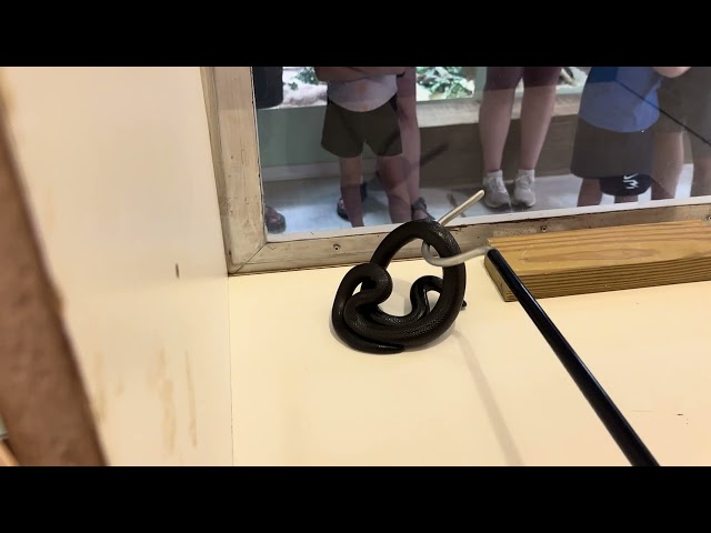 Stiletto Snake Venom Extractions