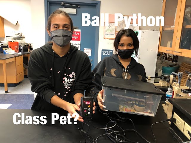 Does a Ball Python make a good Classroom Pet?