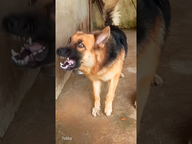 DOG BARKING, BARKING SOUND, BARKING VIDEO DOG #germanshepherd #dogsound #dogvideo #youtubeshorts