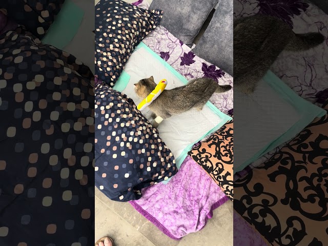 Testing Catnip with Toffee, the Drunk Cat