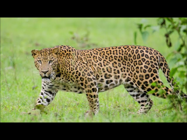 Lost Leopard Sound Effects