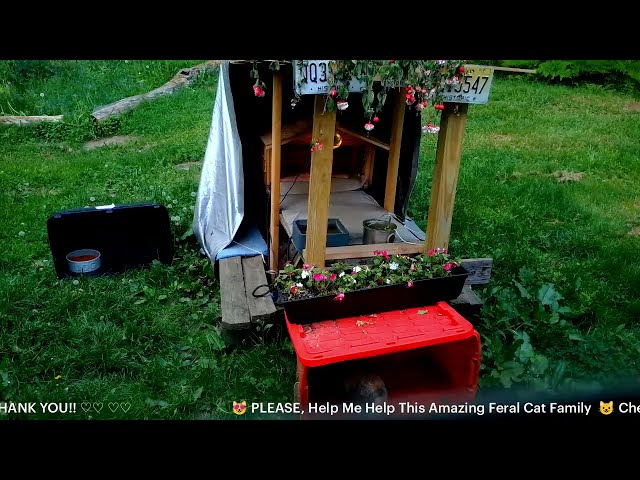 Big Pine Wild Country Kittens  😻  LIVE NIGHT CAM  - JUNE 2/3, 2026