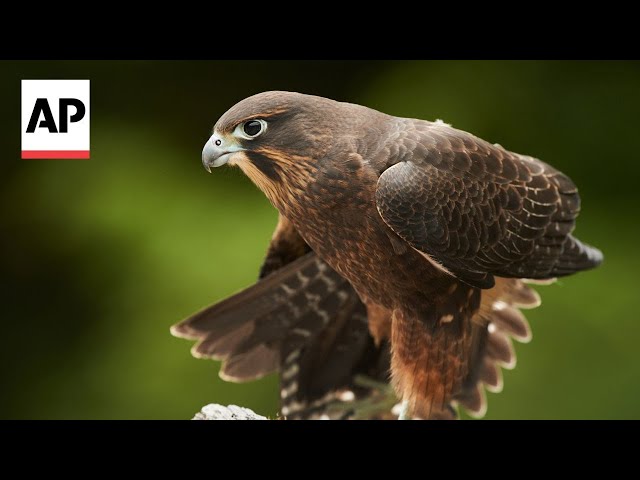 This falcon is New Zealand's 2025 Bird of the Year