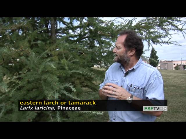 Trees with Don Leopold - eastern larch or tamarack
