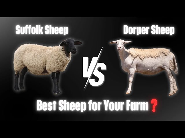 Suffolk Sheep vs Dorper Sheep? How to Choose the Right Sheep for Your Climate and Farm