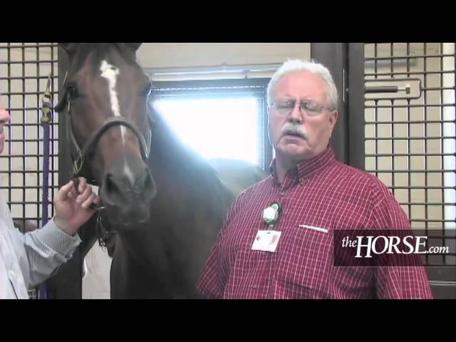 Inside Rood & Riddle Equine Hospital
