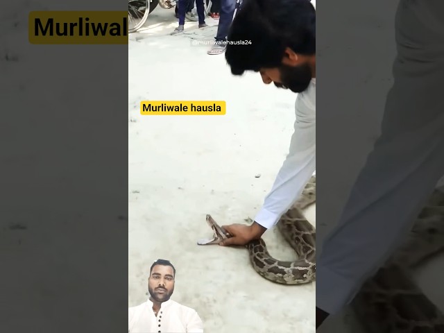murliwale hausla catching python#murliwalehaushla #python #अजगर #viral #shorts #ytshorts