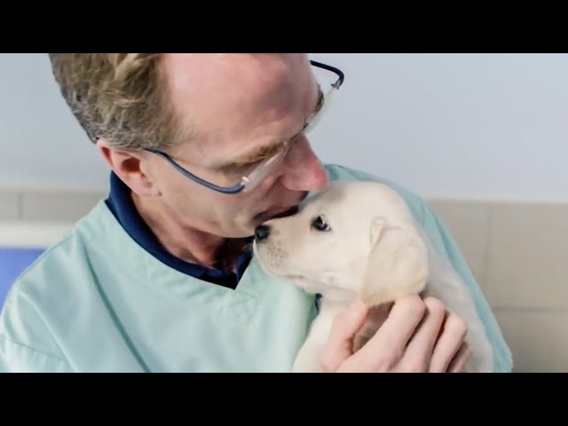 How To Be A Guide Dog | The Secret Life Of Dogs | BBC Earth Kids