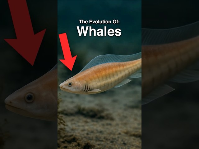 The Entire Evolution Of Whales 🐋