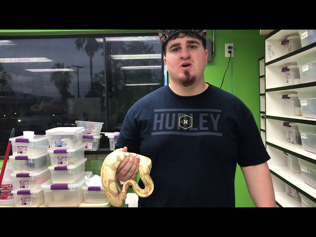 Explaining the Banana Ball Python!