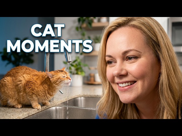 Funny Cat Moments That'll Make You LAUGH 😂 | Pure Chaos