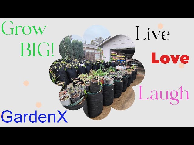 Cleaning The Garage For The Professional Indoor Garden And Harvesting Cannabis Plant #farmer