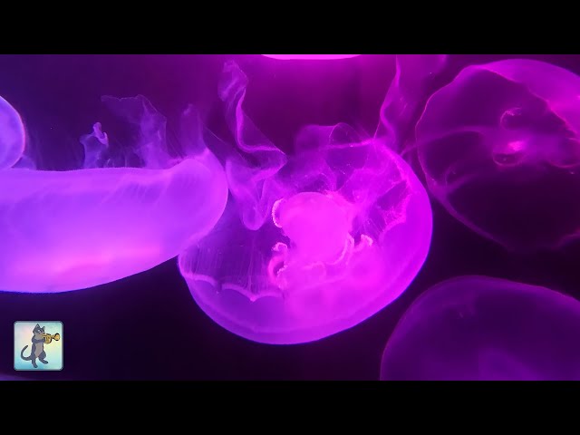 Stunning Jellyfish Aquarium ~ Relaxing Music for Sleep, Study, Meditation & Yoga • Screensaver