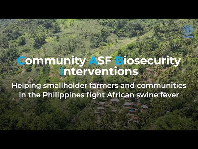 Community Biosecurity Against African Swine Fever: Supporting smallholder farmers combat ASF