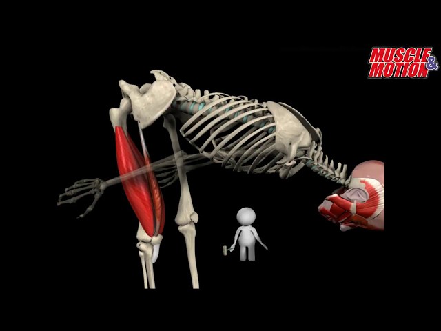 How to Squat Properly: Anatomical Analysis