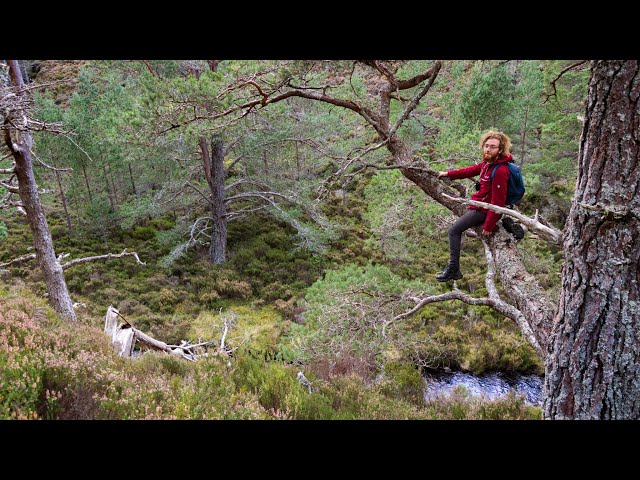 EXPLORING SCOTLAND'S WILDEST FOREST | hiking & cycling through Abernethy