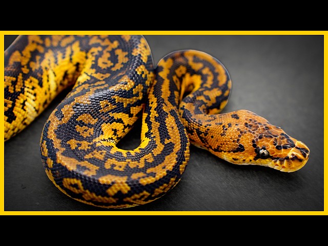 The Super Kosmos Ball Python?! 💫