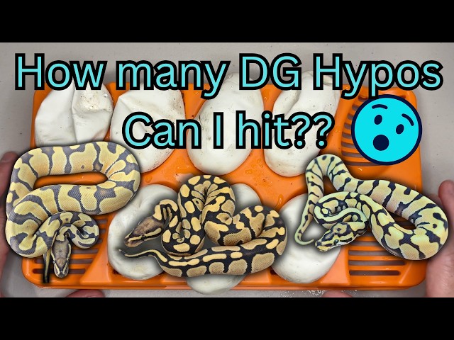 🚨 Crazy DG HYPO Clutch! | Ball Python Clutch Cut