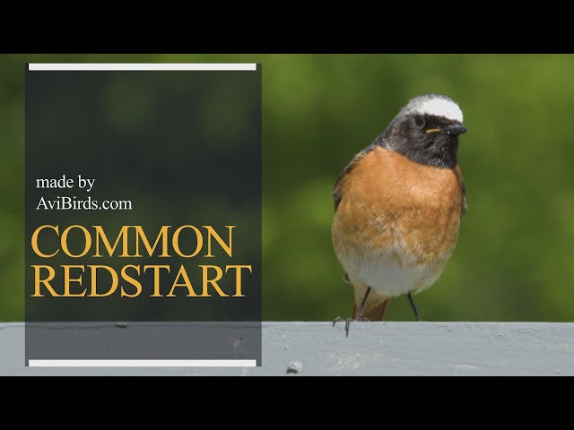 Common Redstart [Phoenicurus Phoenicurus]