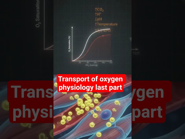 transport of oxygen physiology last part